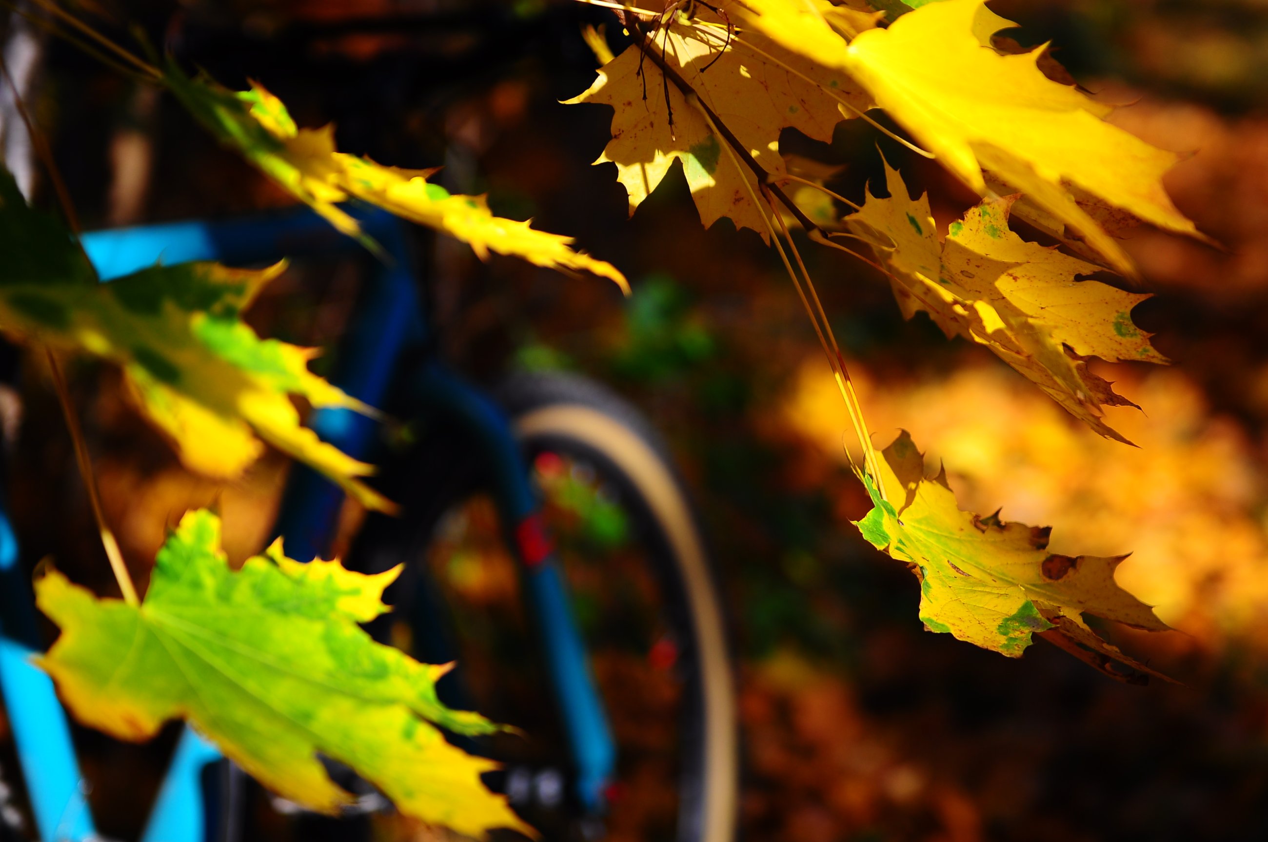 DSC_0141.JPG