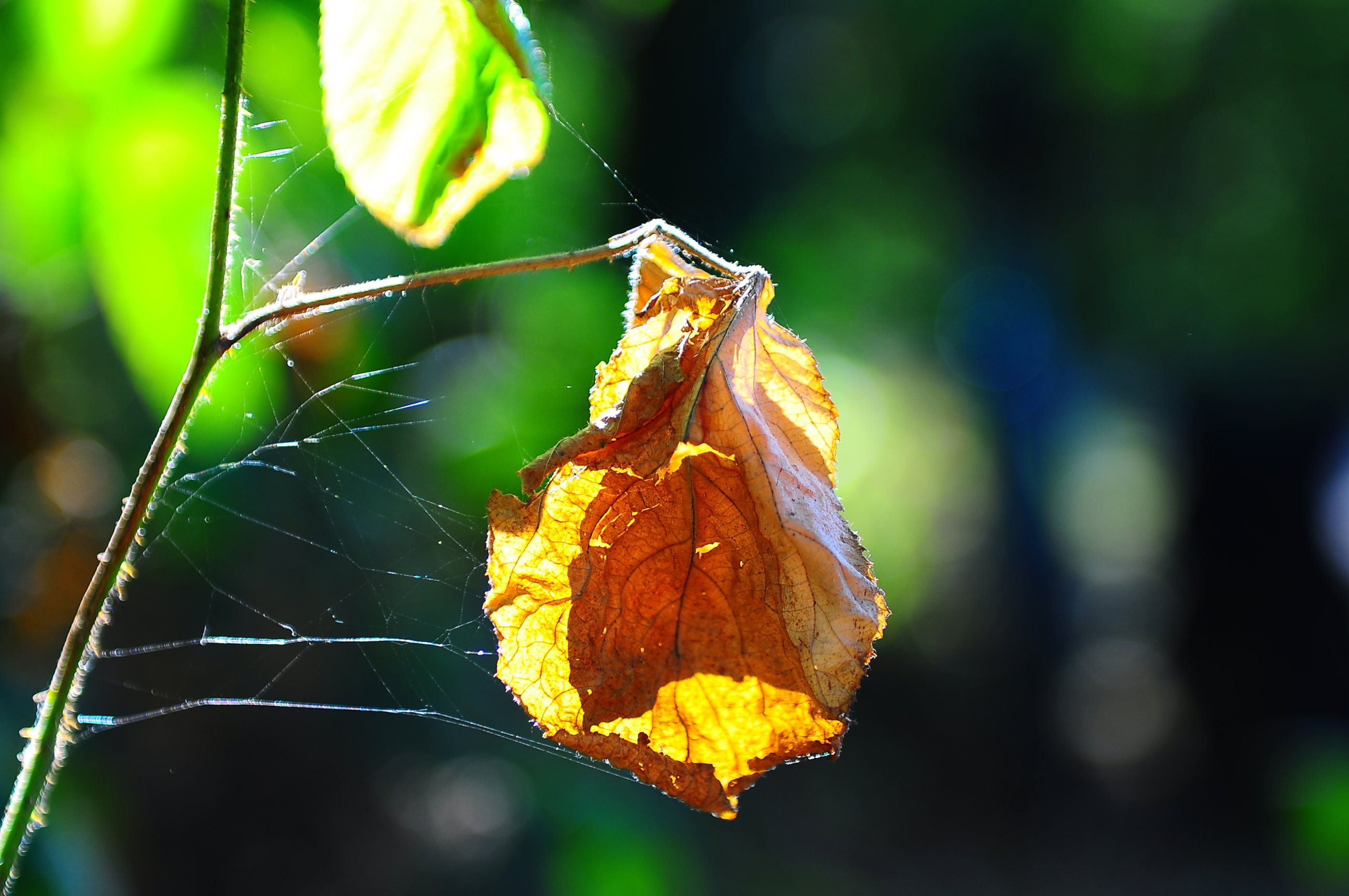DSC_0151.JPG