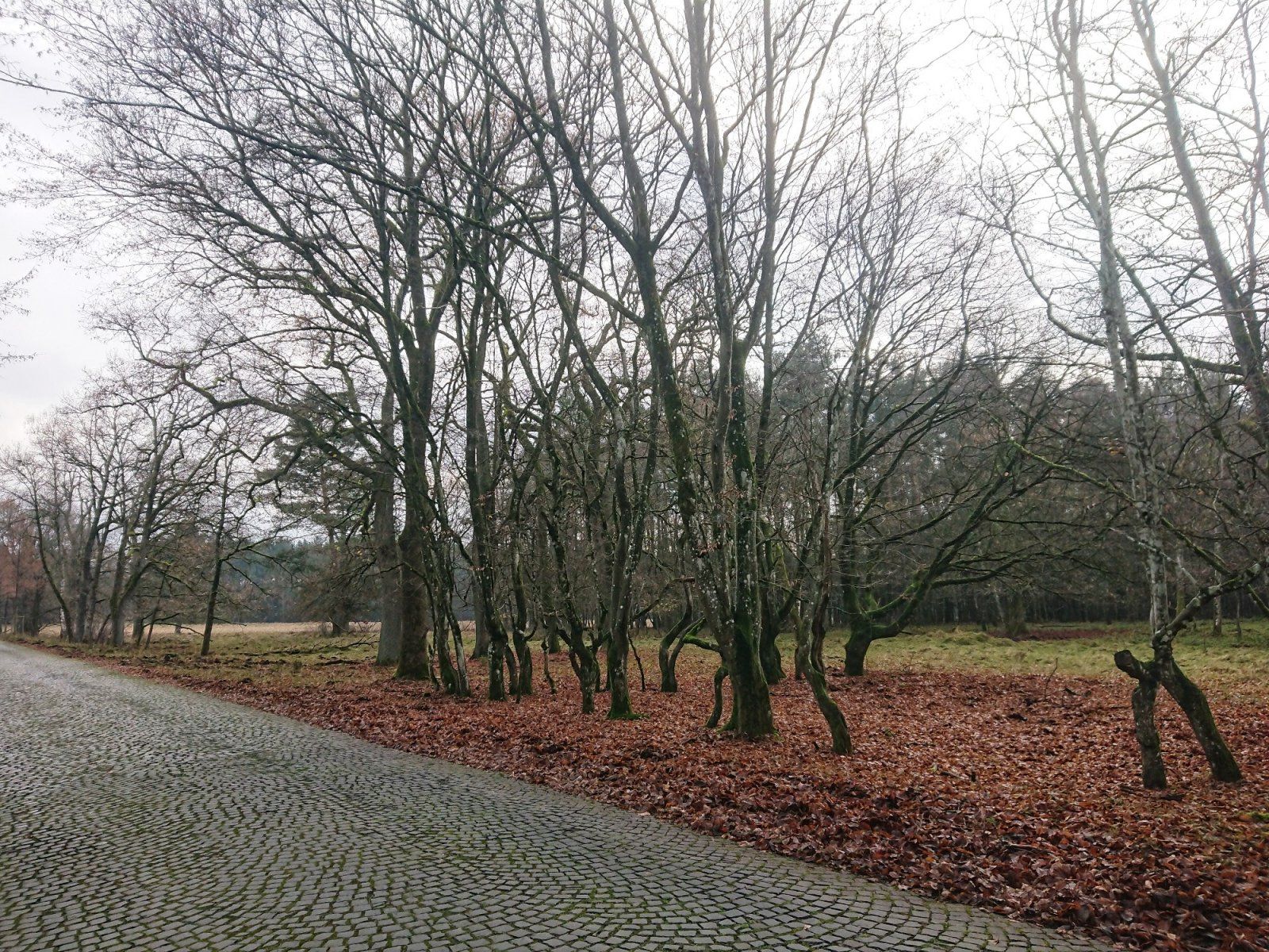 DSC_0475-01.jpeg