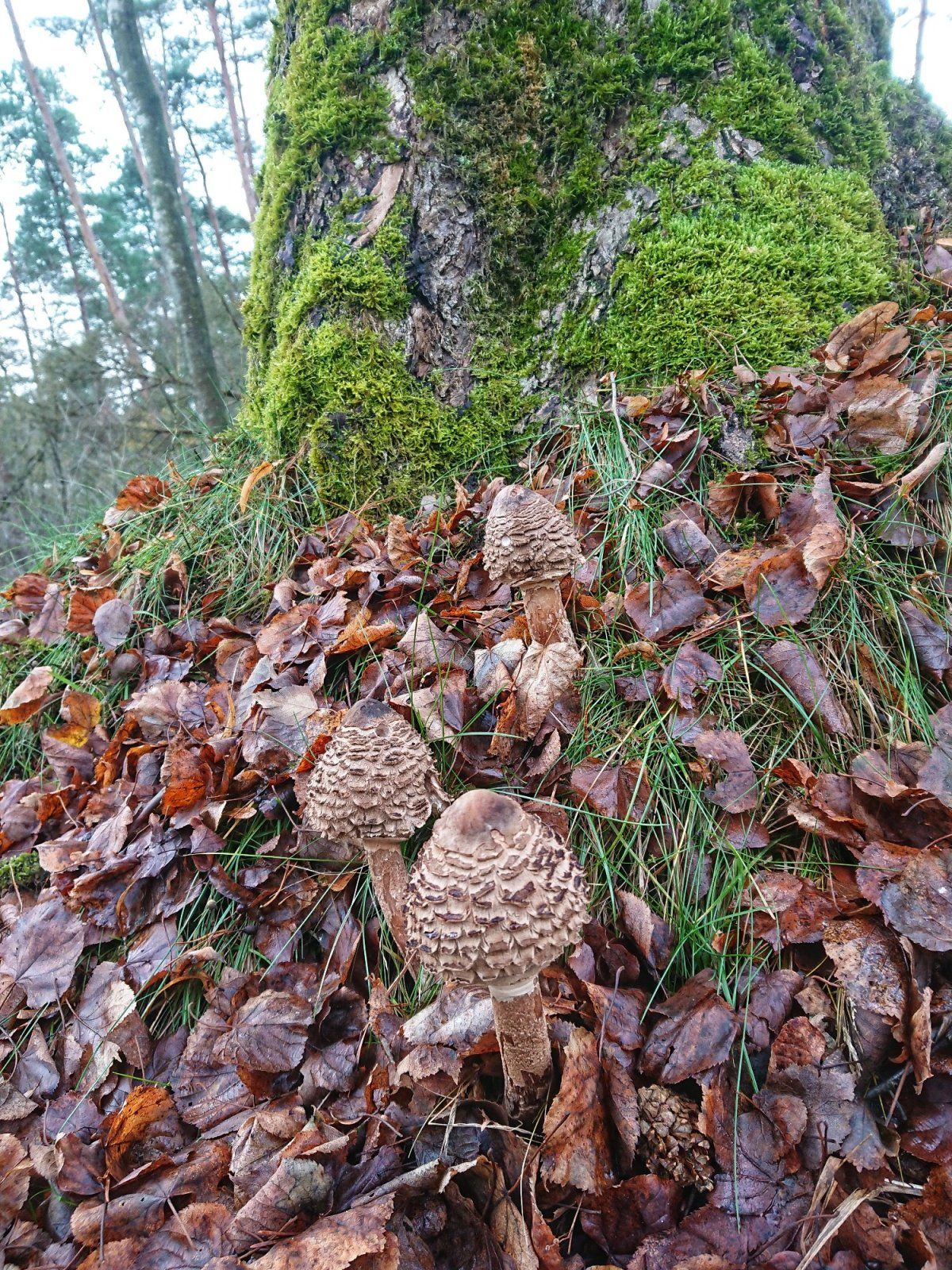 DSC_0477-01.jpeg
