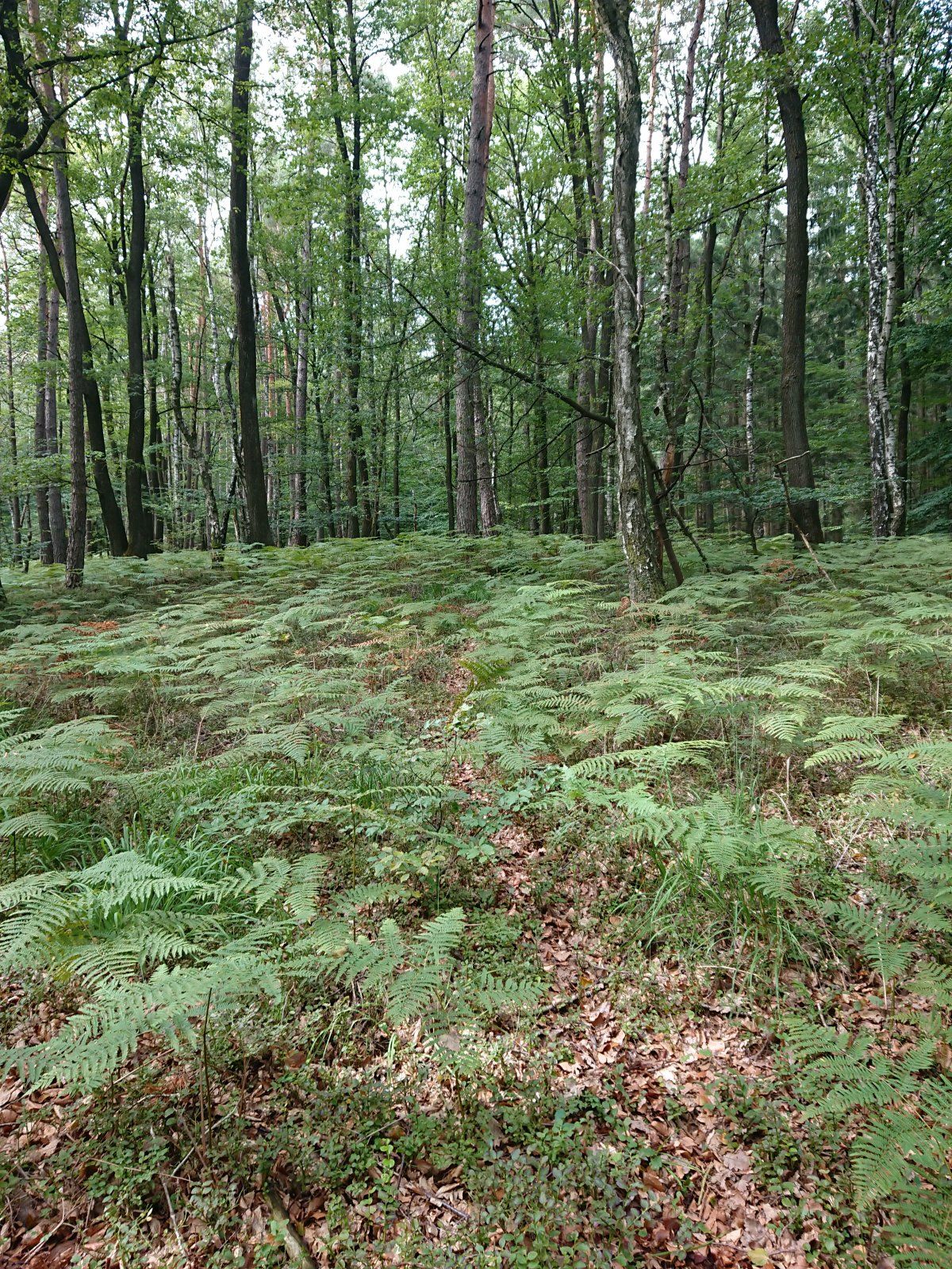 DSC_4671.JPG