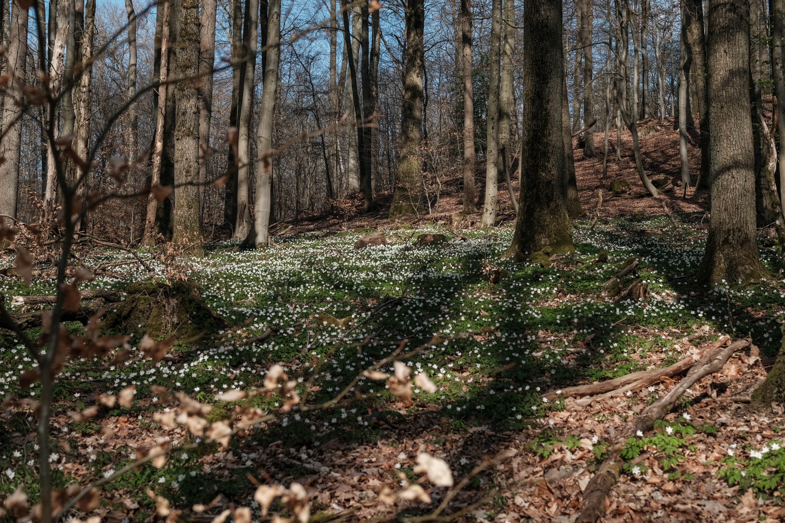 DSCF0063.jpg