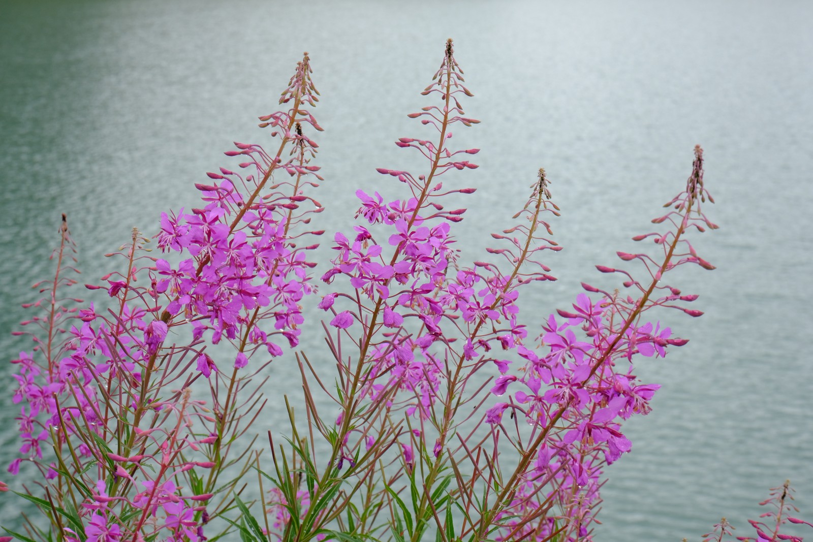 DSCF1205.JPG
