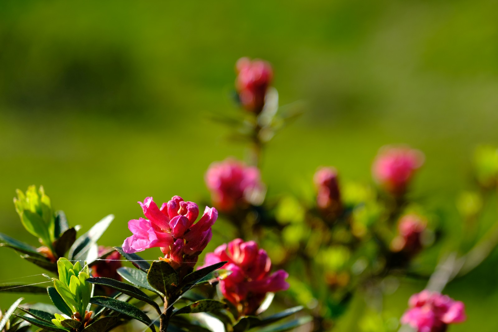 DSCF3986.JPG