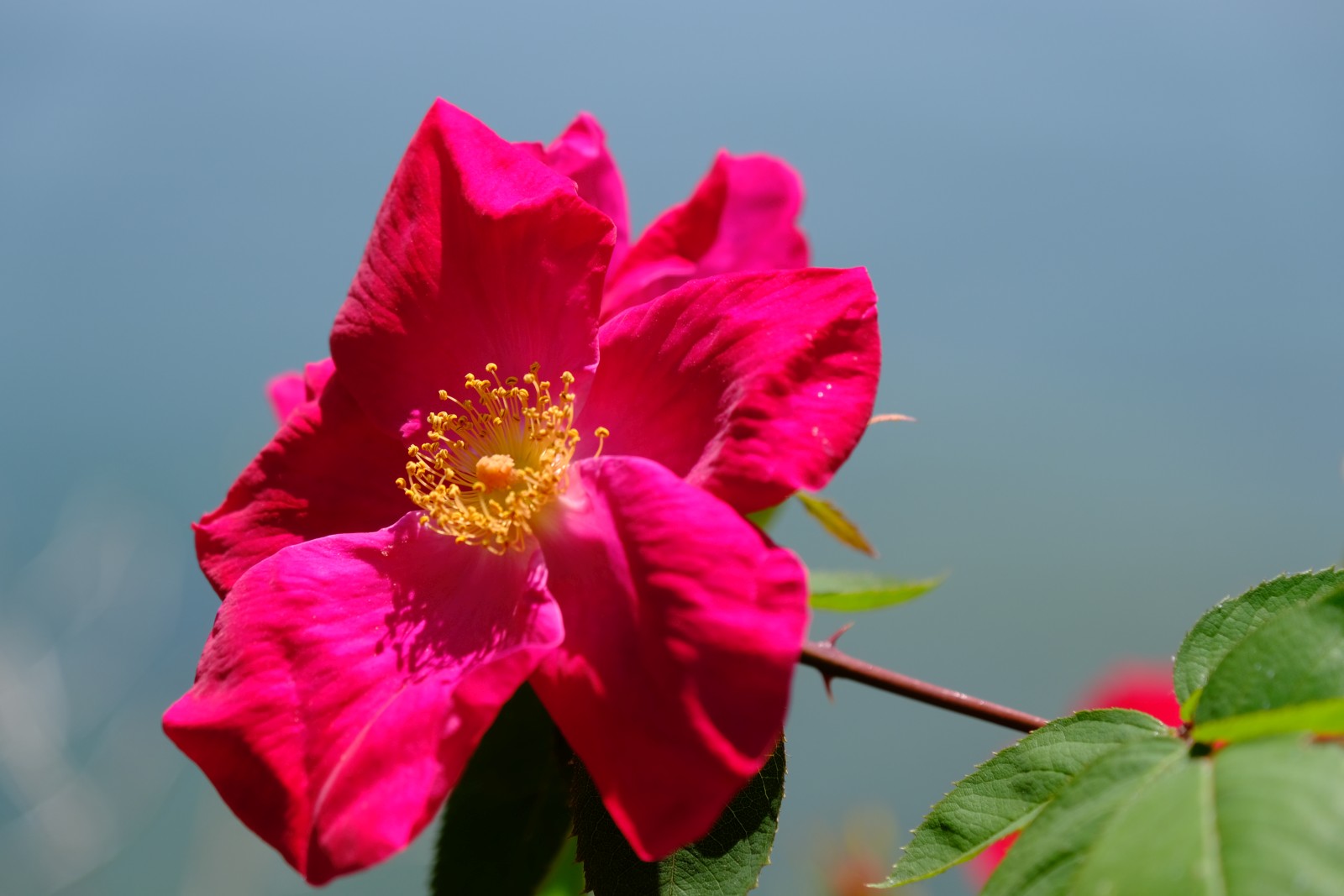 DSCF4037.JPG