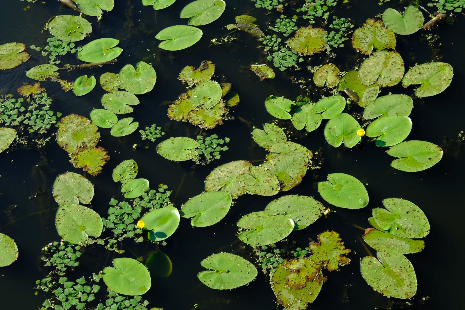DSCF4648.JPG