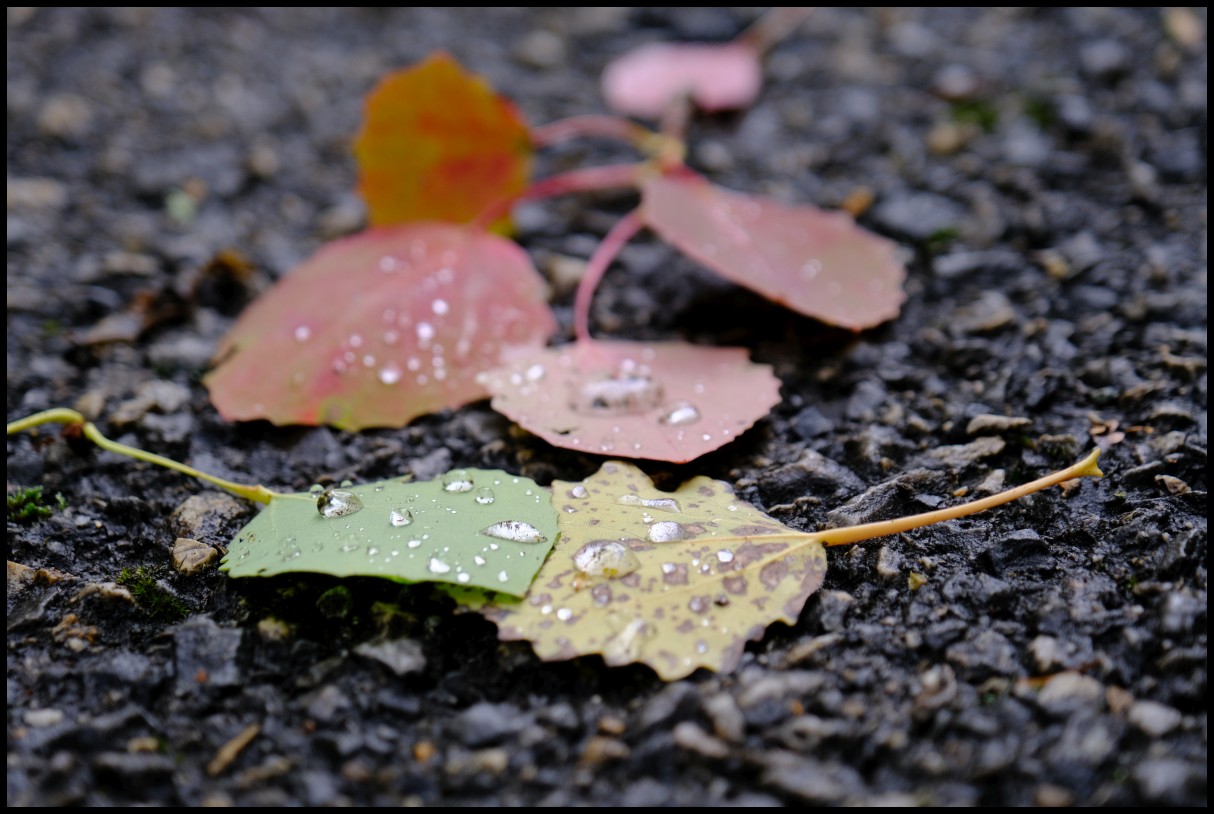 DSCF6402.JPG