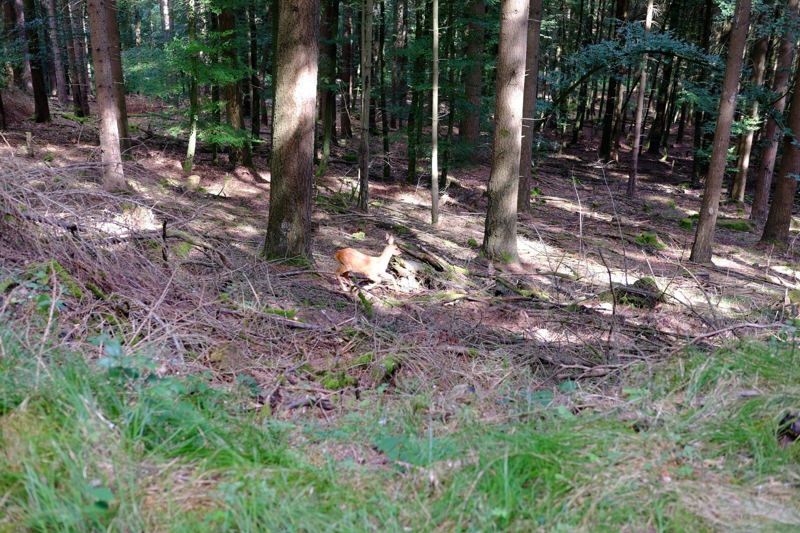 DSCF7422.JPG