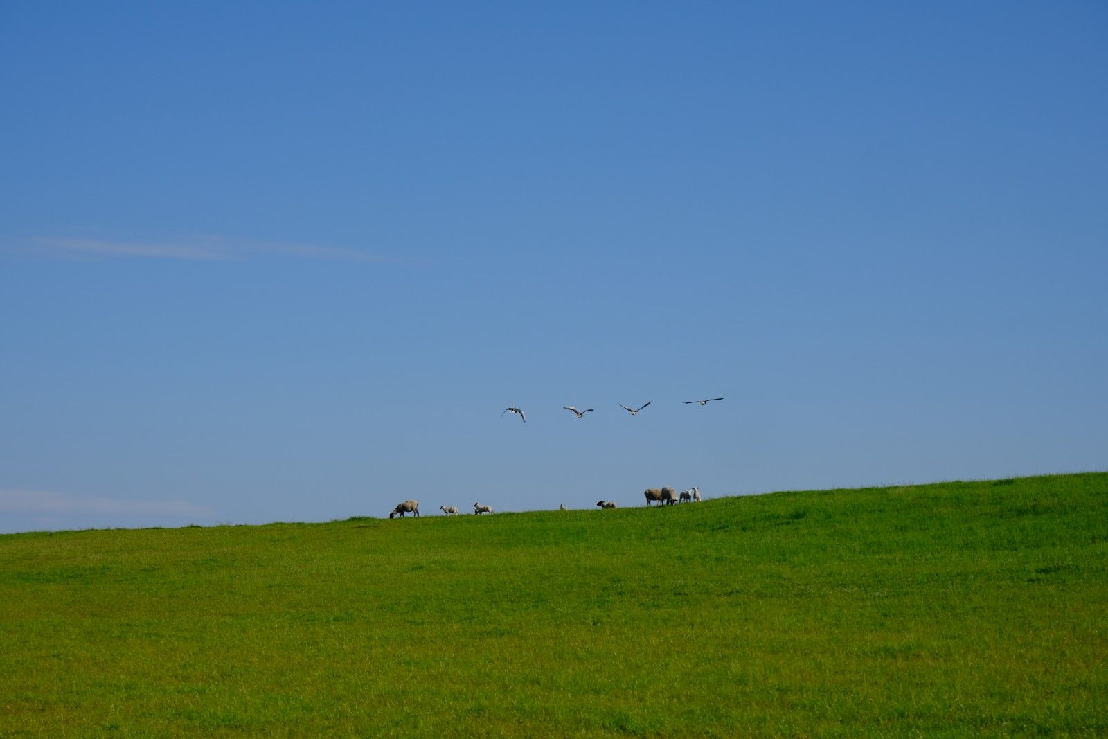 DSCF9485.JPG