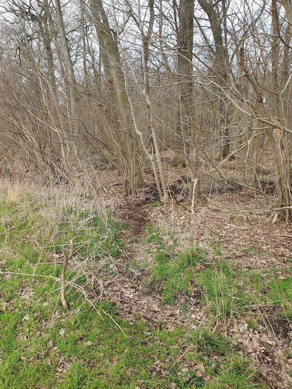 Einfahrt zum alten Trailverlauf.jpg