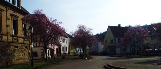 Erste Bäume.jpg