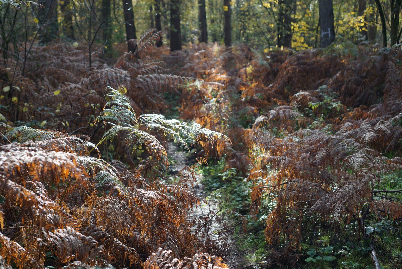 Farn auf dem Singletrail im Sonnenlicht.JPG