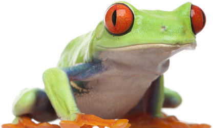 froggy-trans2.png