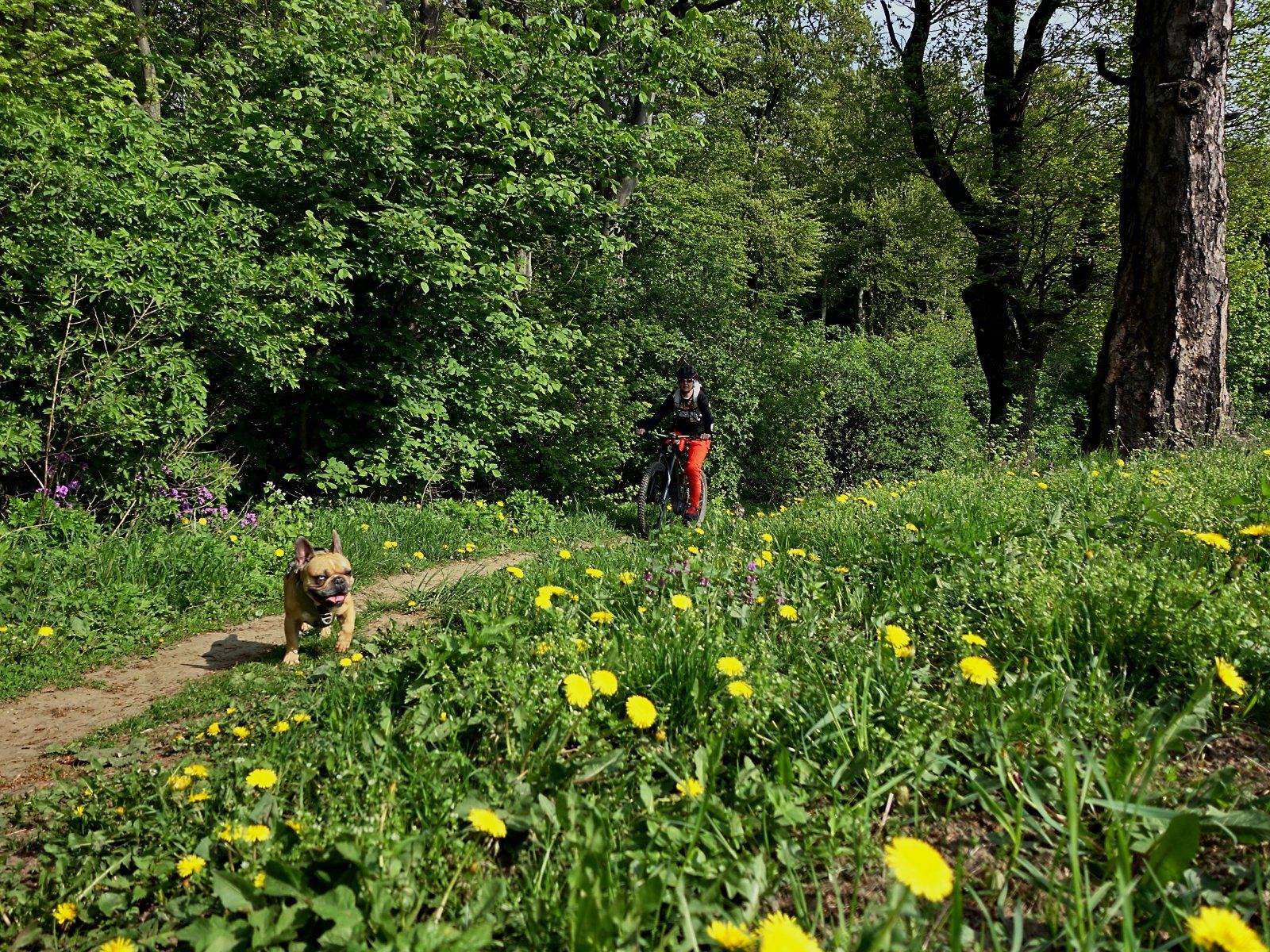 Greifenstein 04.JPG
