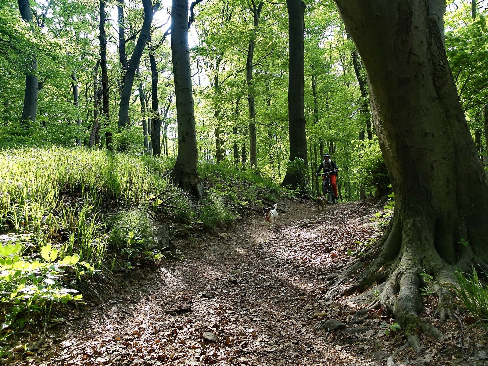 Greifenstein 09.JPG