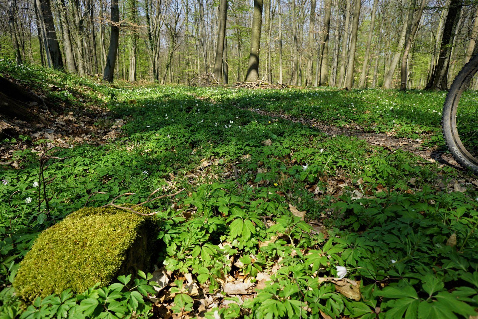 Grenzstein 53 am neuen Singletrail.JPG