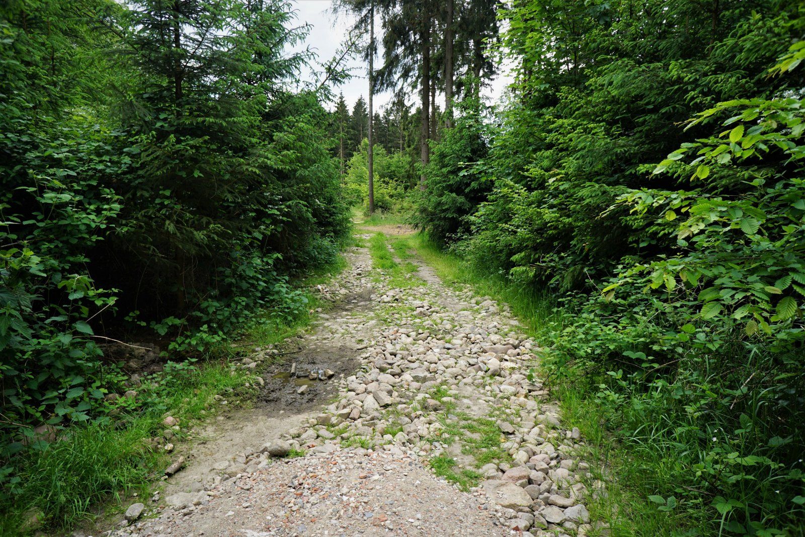 Grobschotter bei einem Trail bei Martinsbüttel.JPG