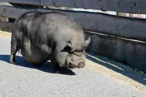 haengebauchschwein_schwarz.jpg