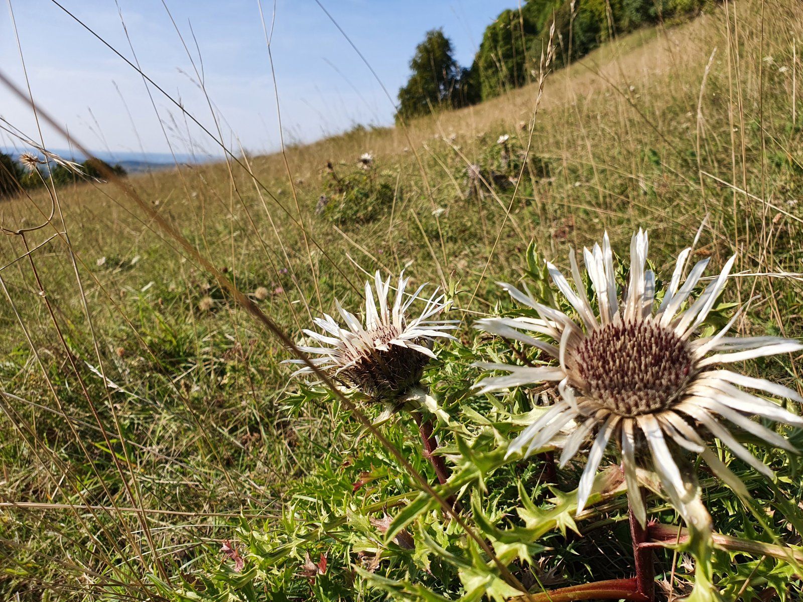 HerbstSilberd.jpg