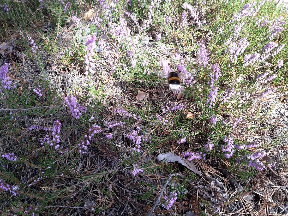 Hummel.jpg