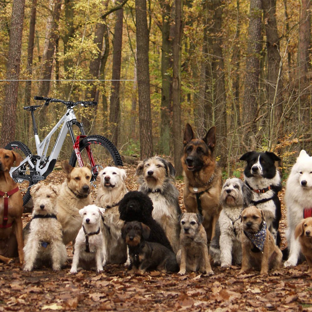 hundeschule.jpg