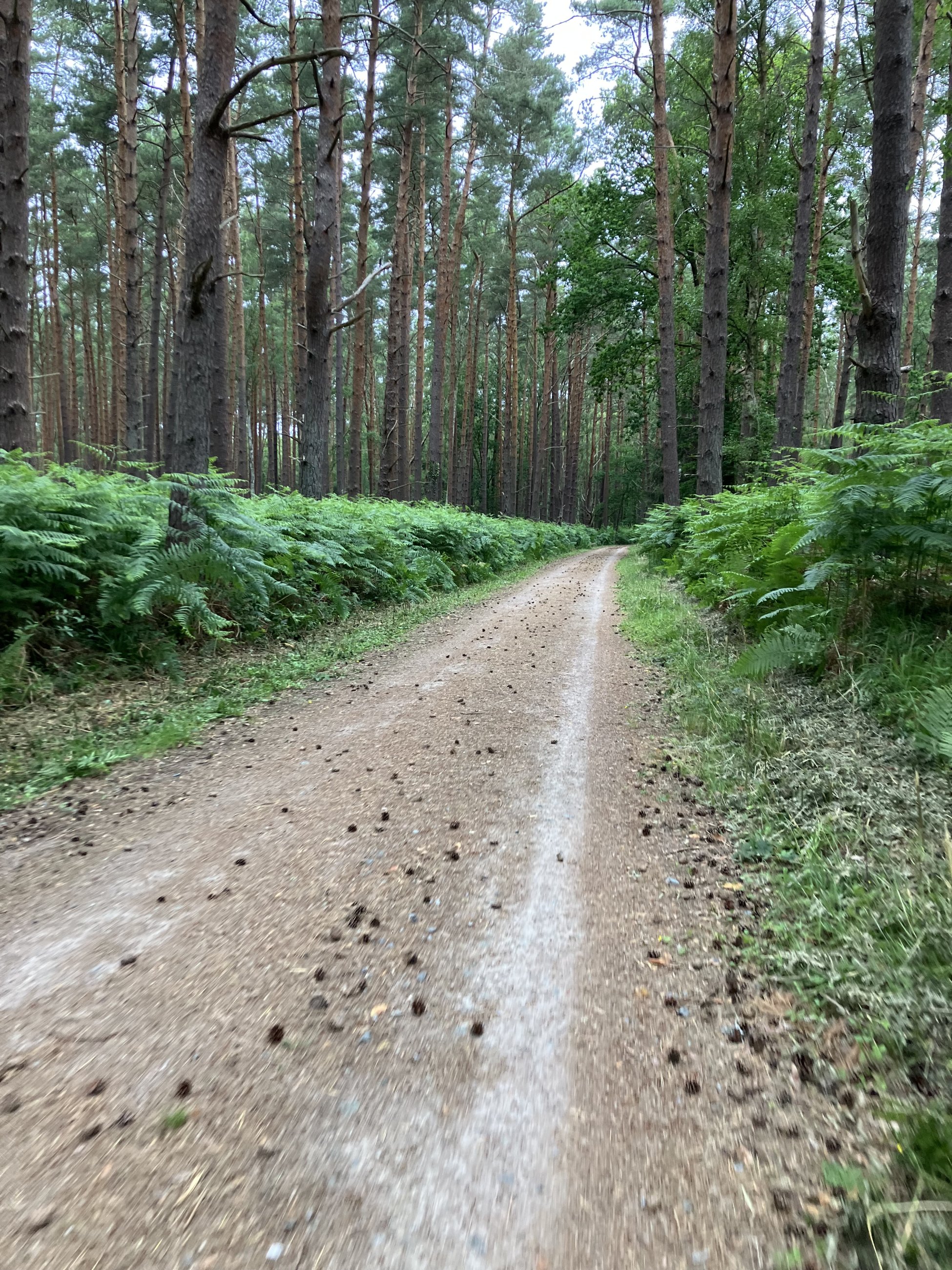 IMG_0019.jpeg