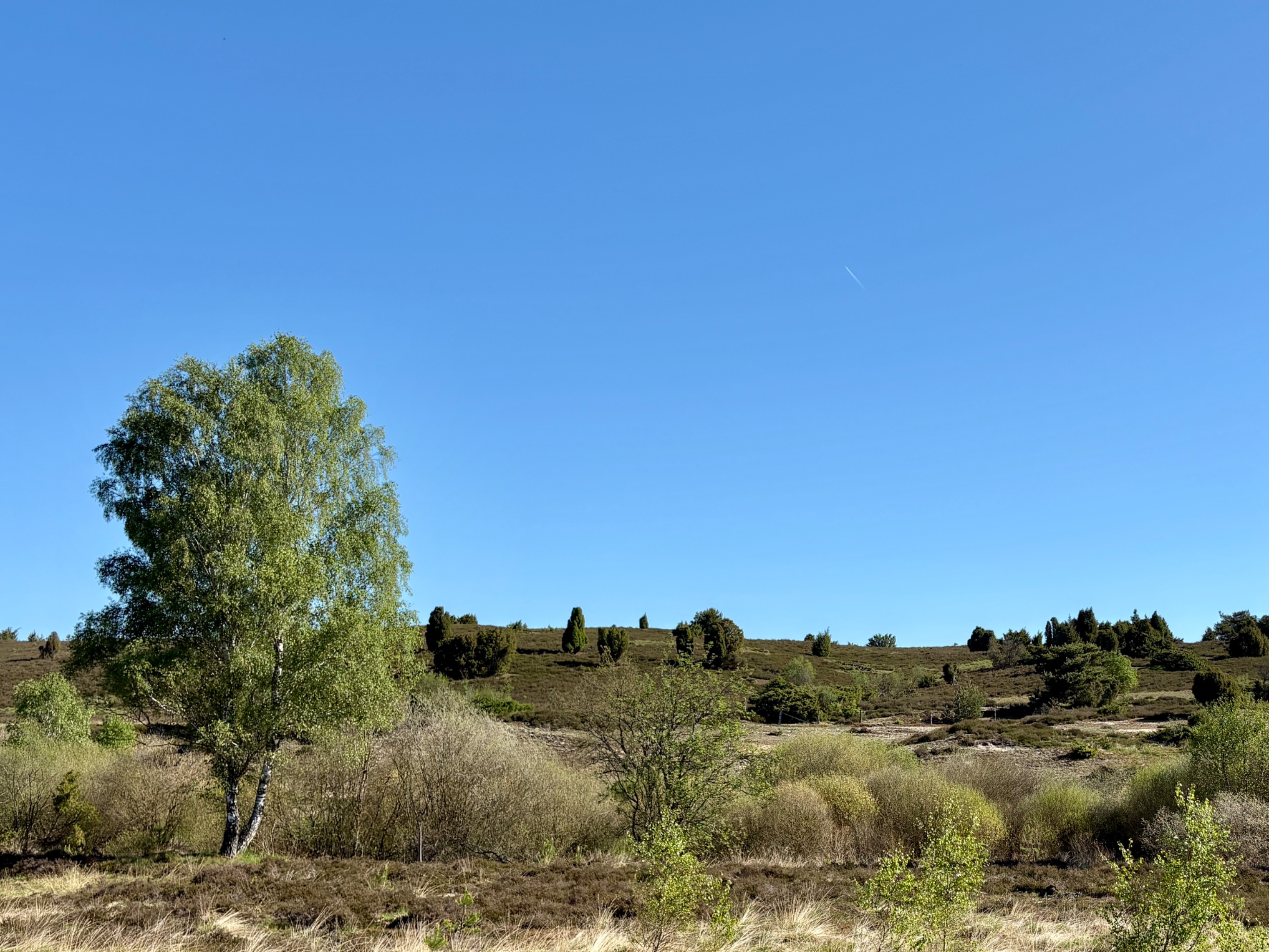 IMG_0170.jpeg
