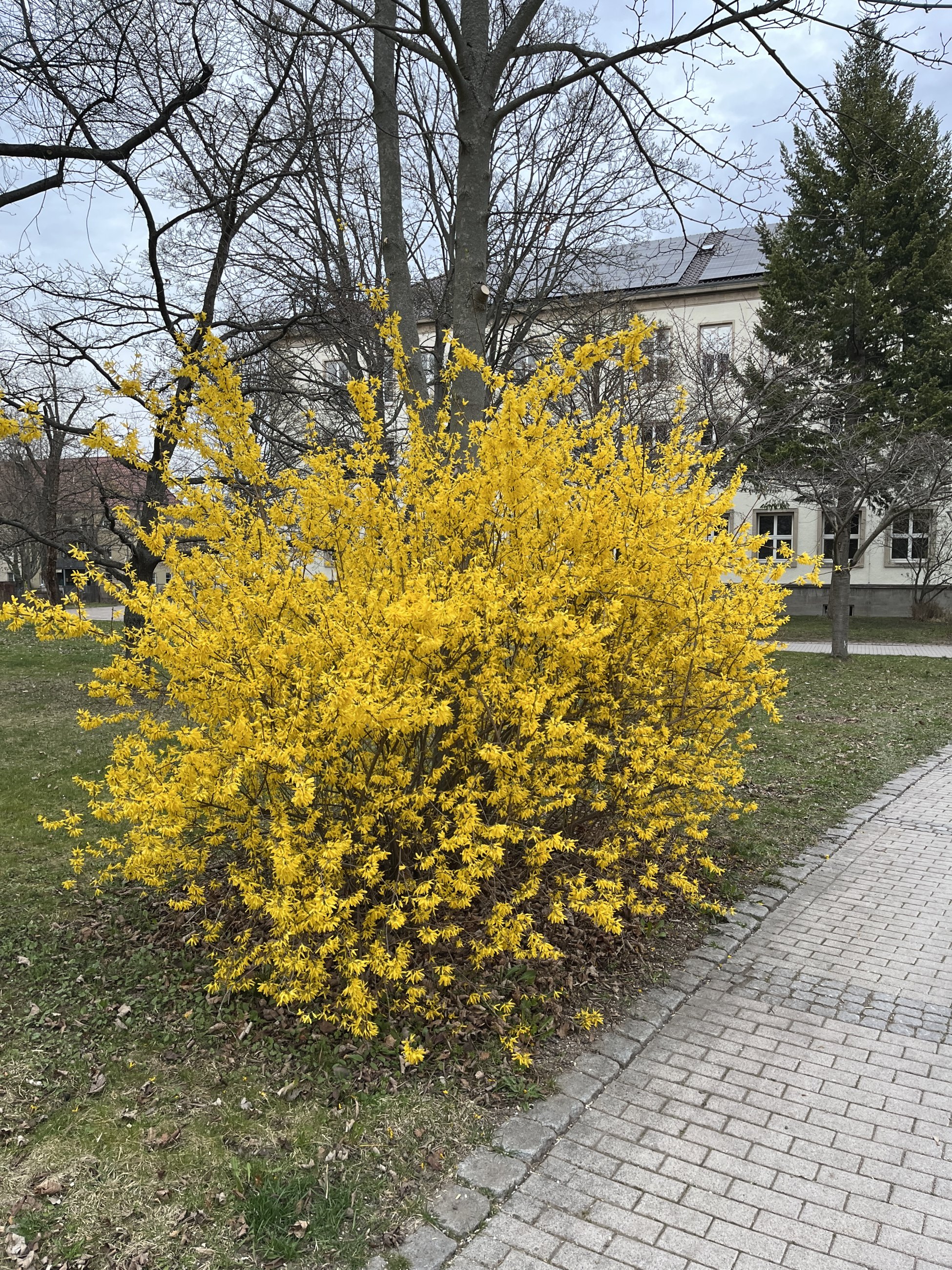 IMG_0334.jpeg