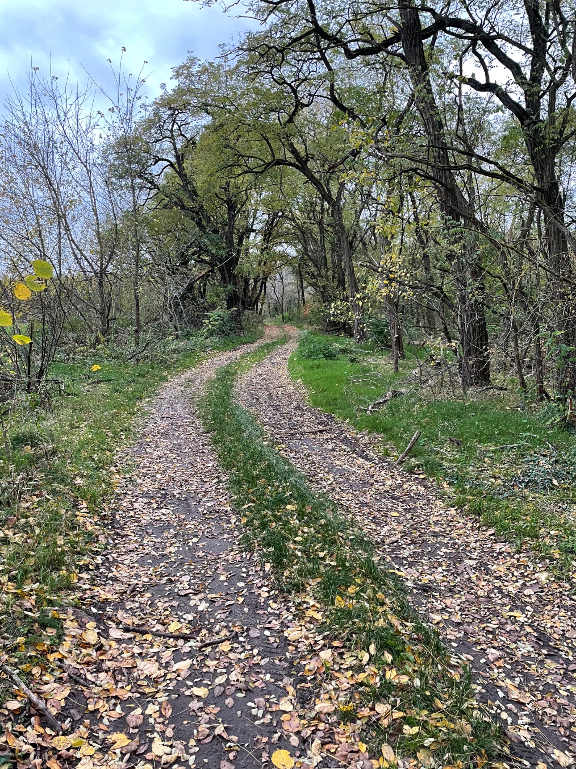 IMG_0350.jpeg