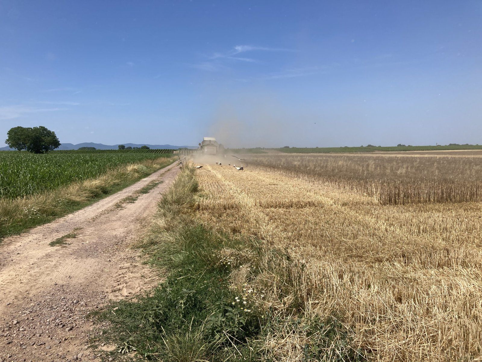 IMG_0433.jpeg