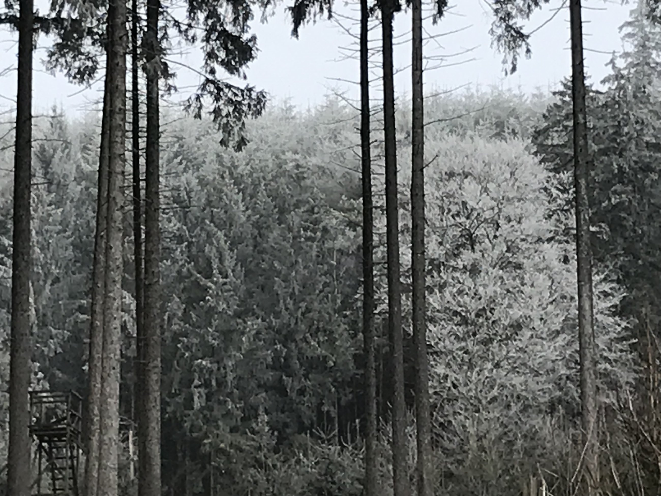 IMG_1379.jpeg