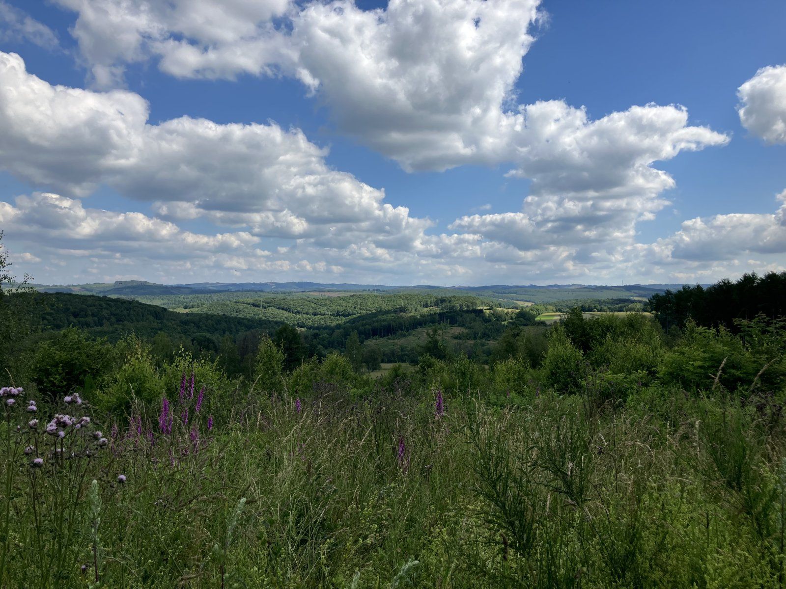 IMG_1449.jpeg