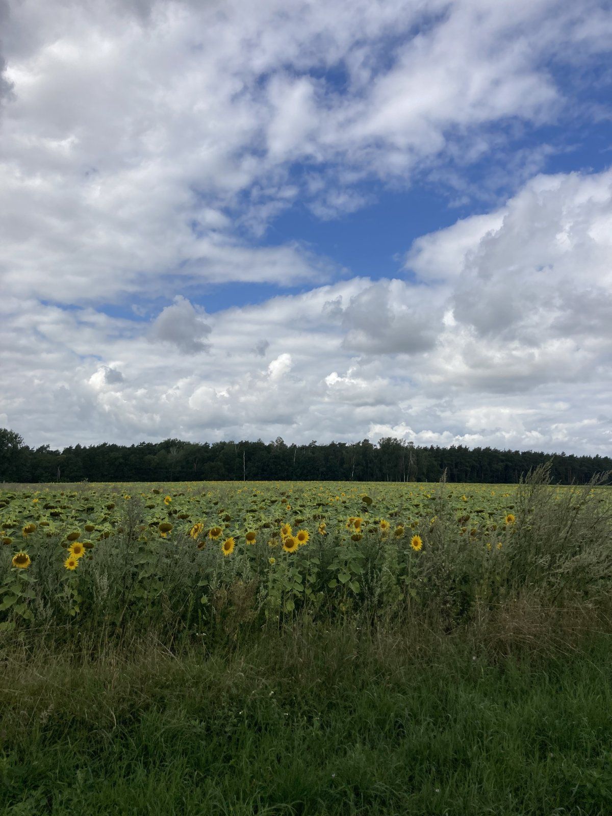 IMG_1478.jpeg