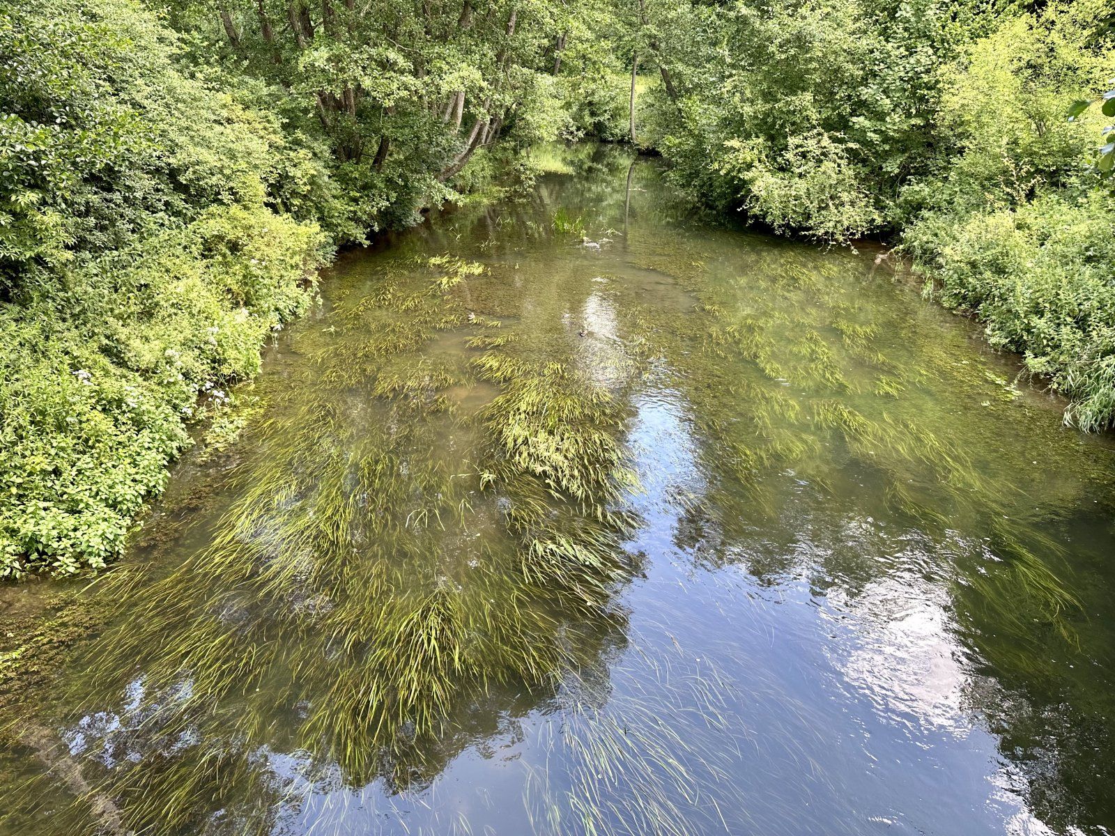 IMG_1706.jpeg