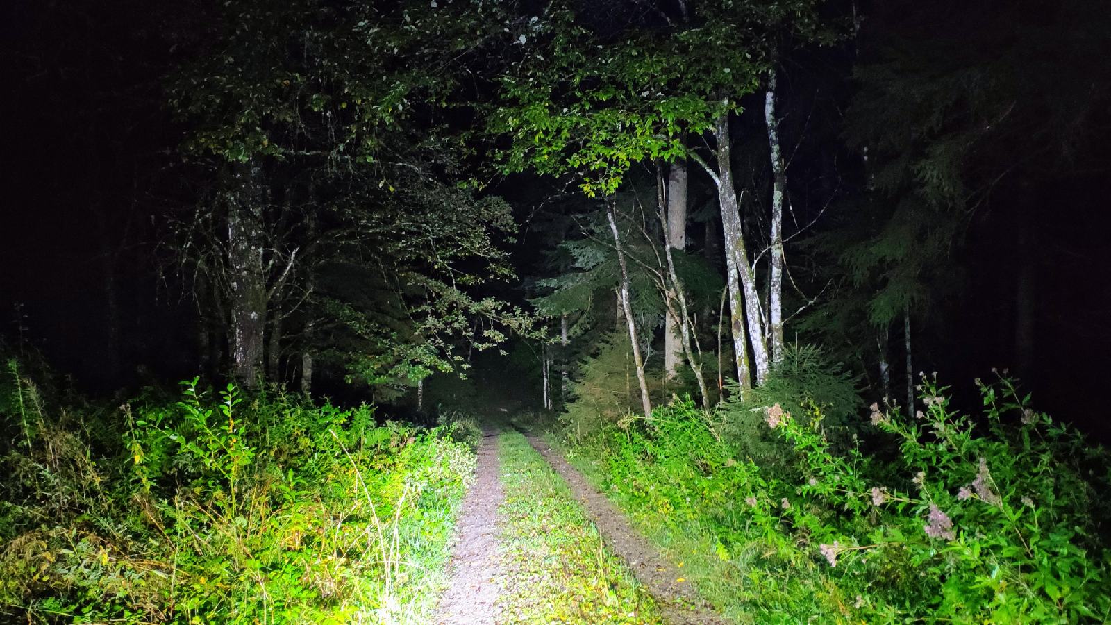 IMG_20191009_061259_resize_56.jpg