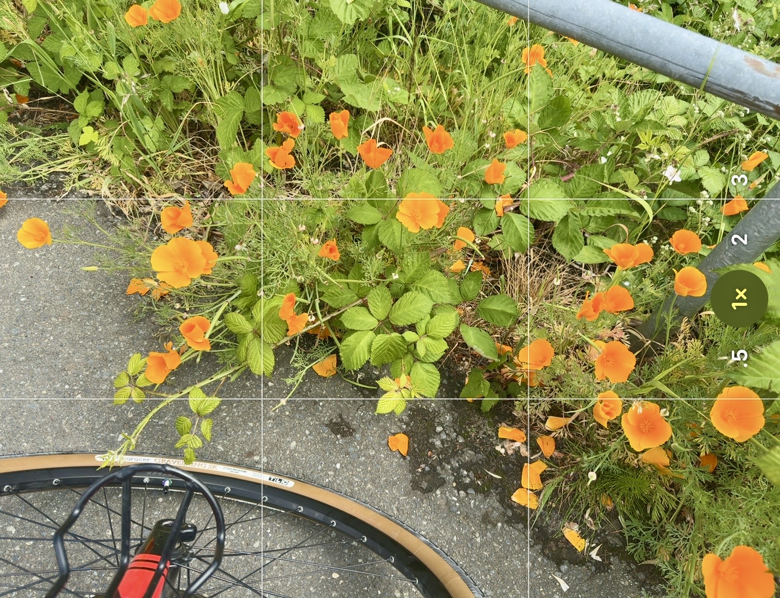 IMG_2091.jpeg