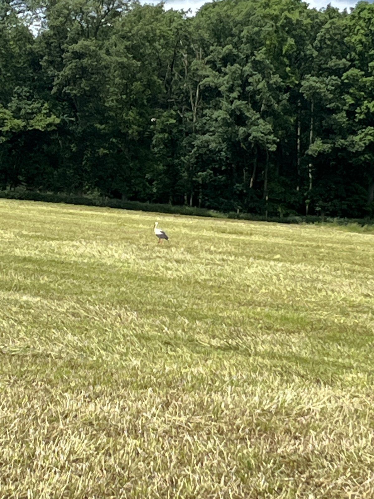 IMG_2435.jpeg