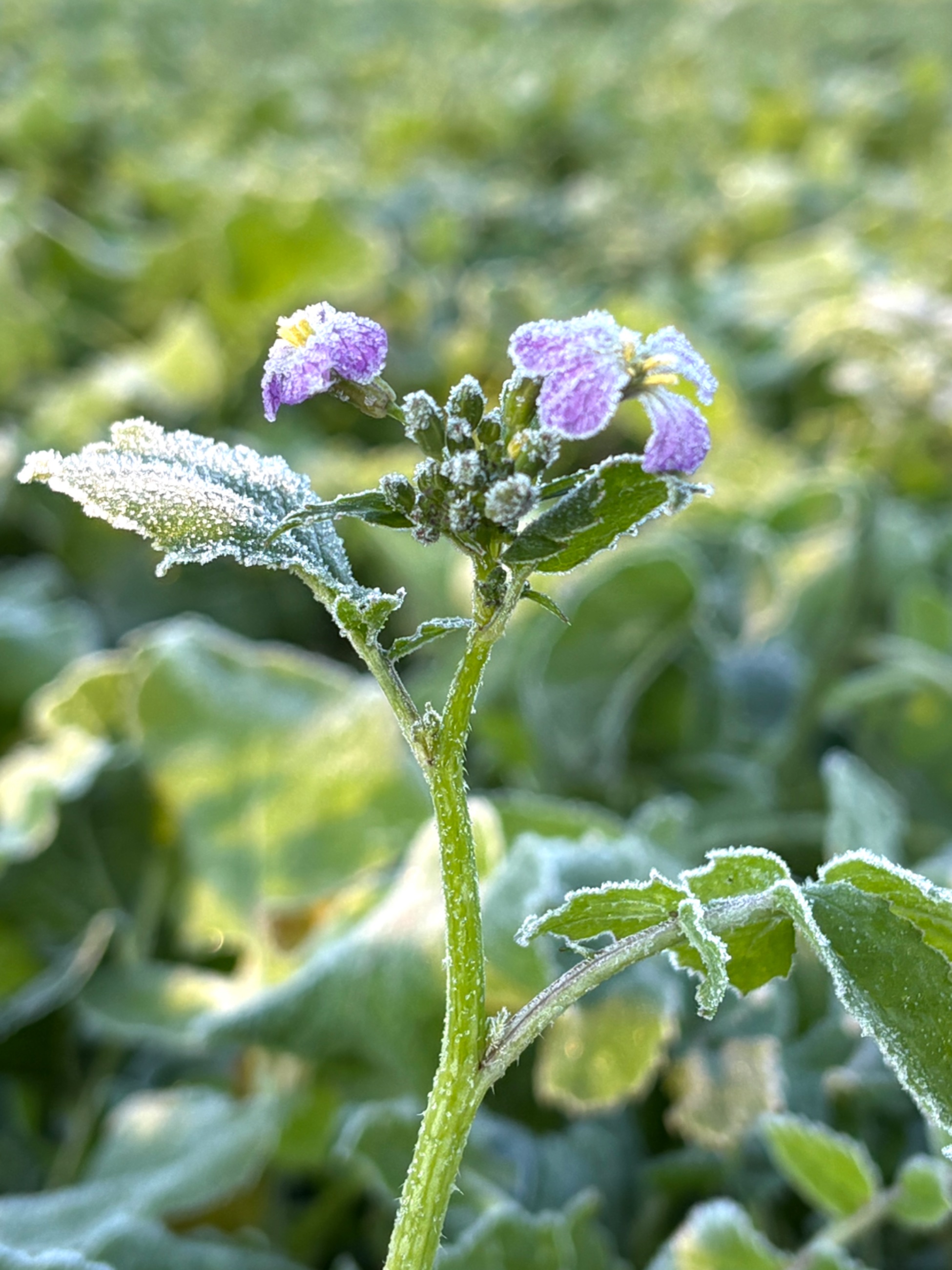 IMG_2752.jpeg