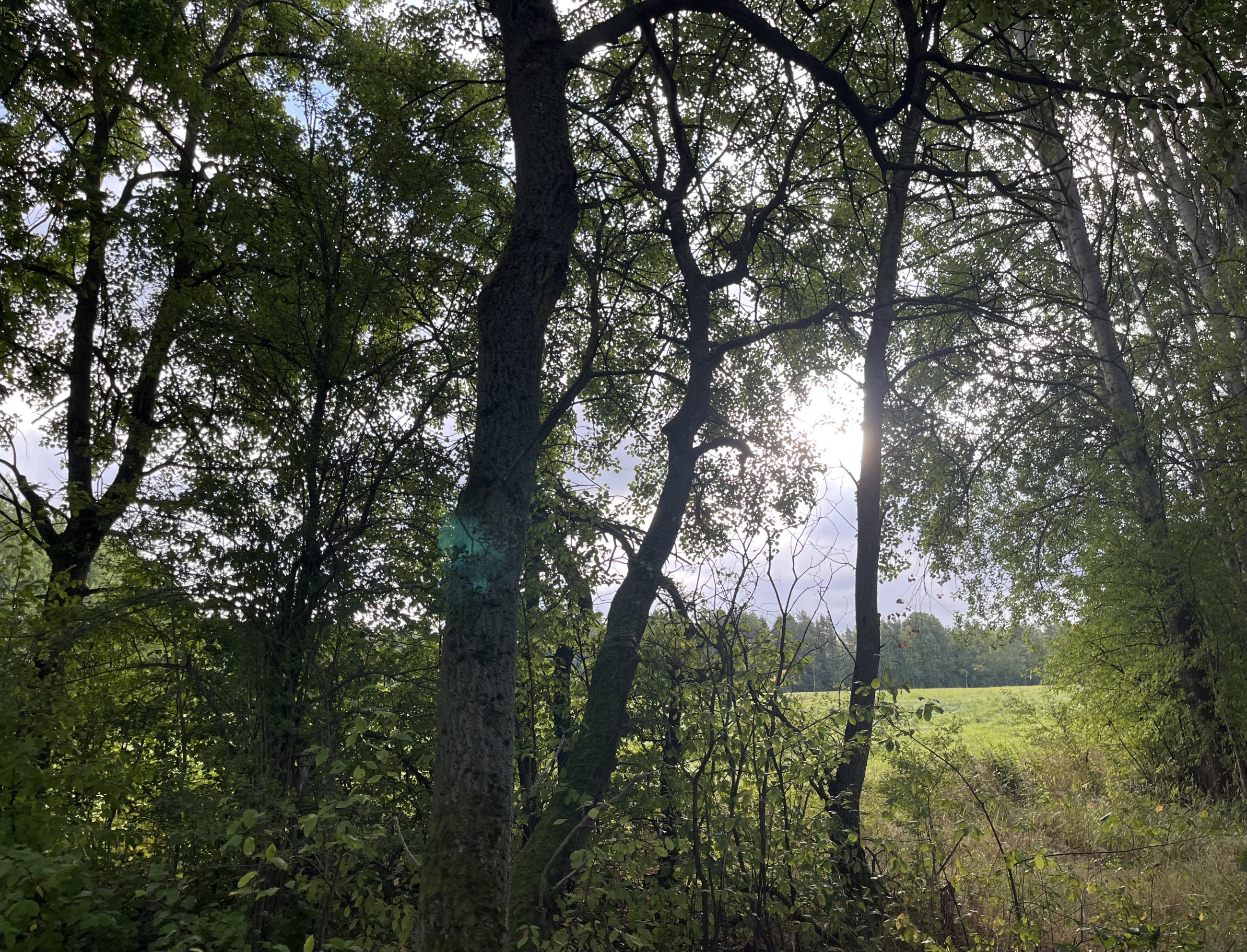 IMG_2768.jpeg