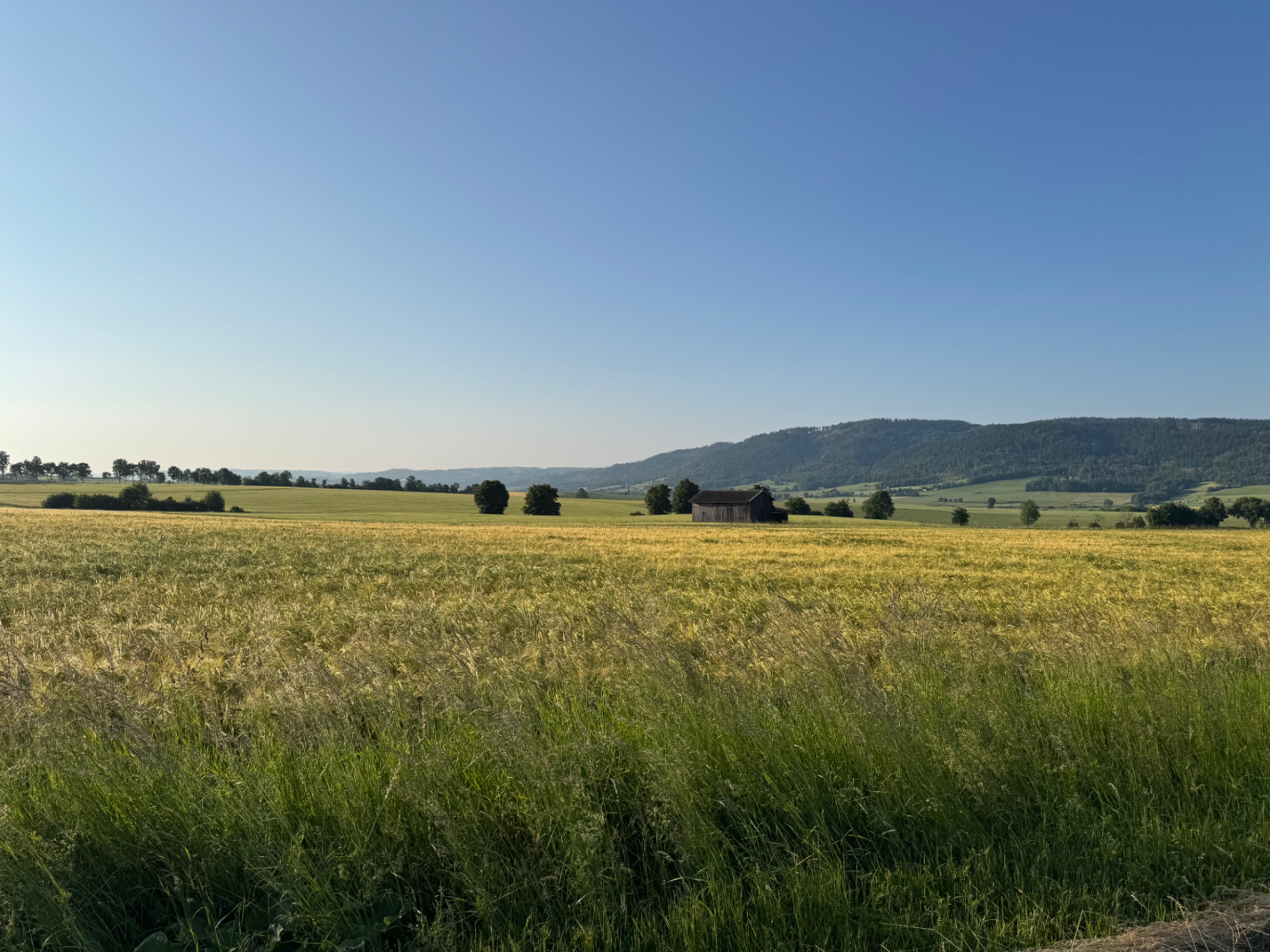 IMG_3387.jpeg