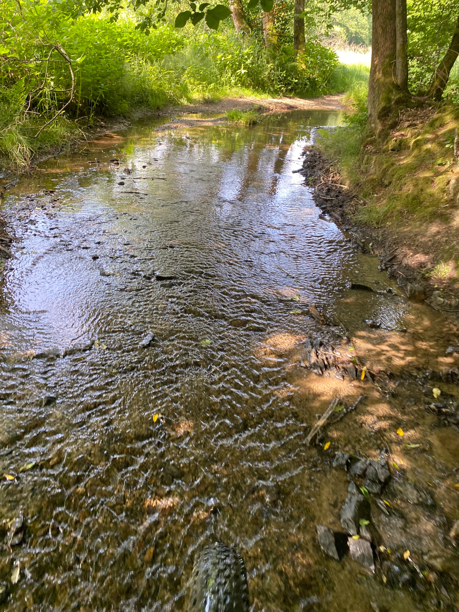 IMG_4197.jpeg