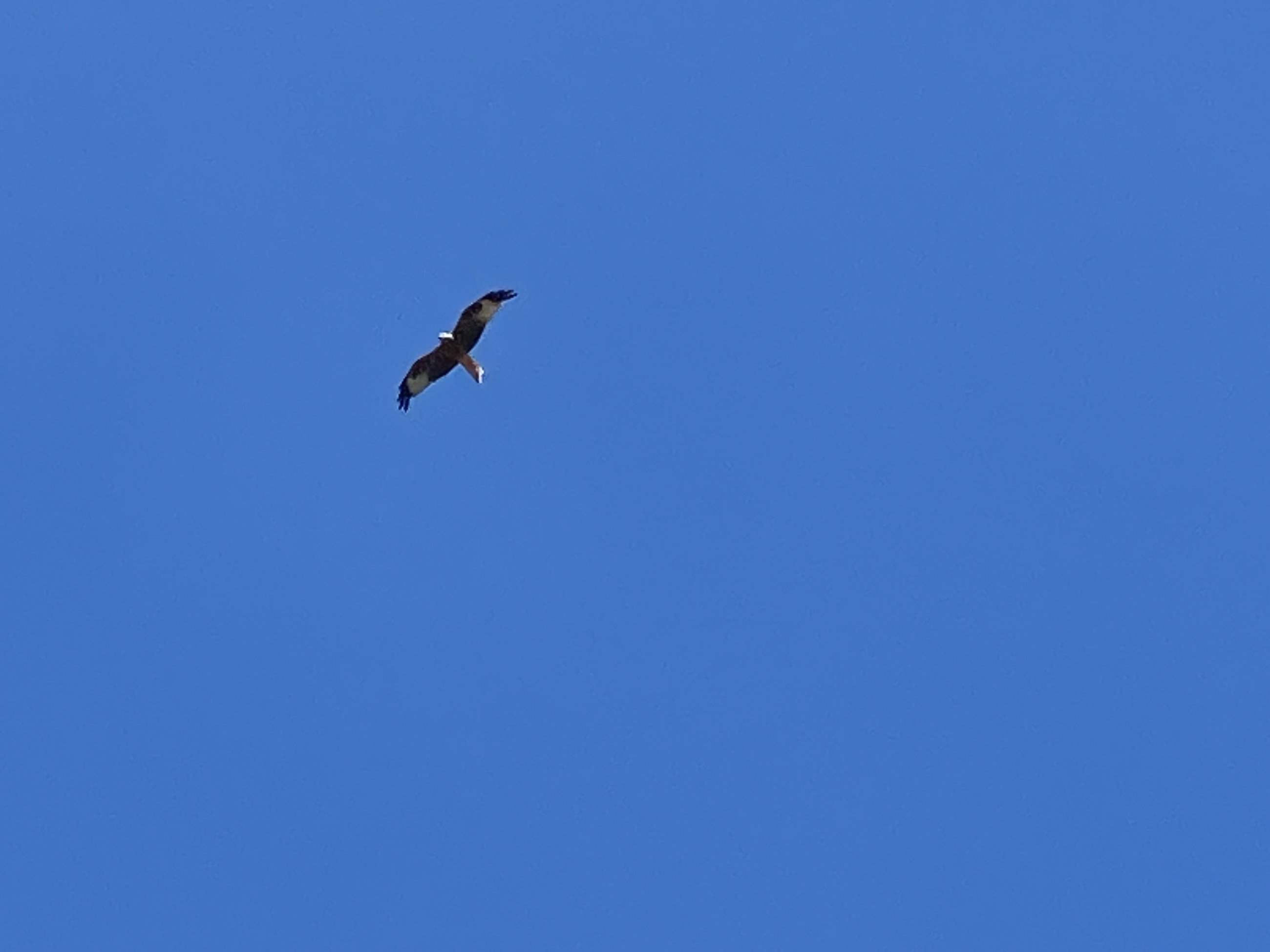 IMG_5463.jpeg