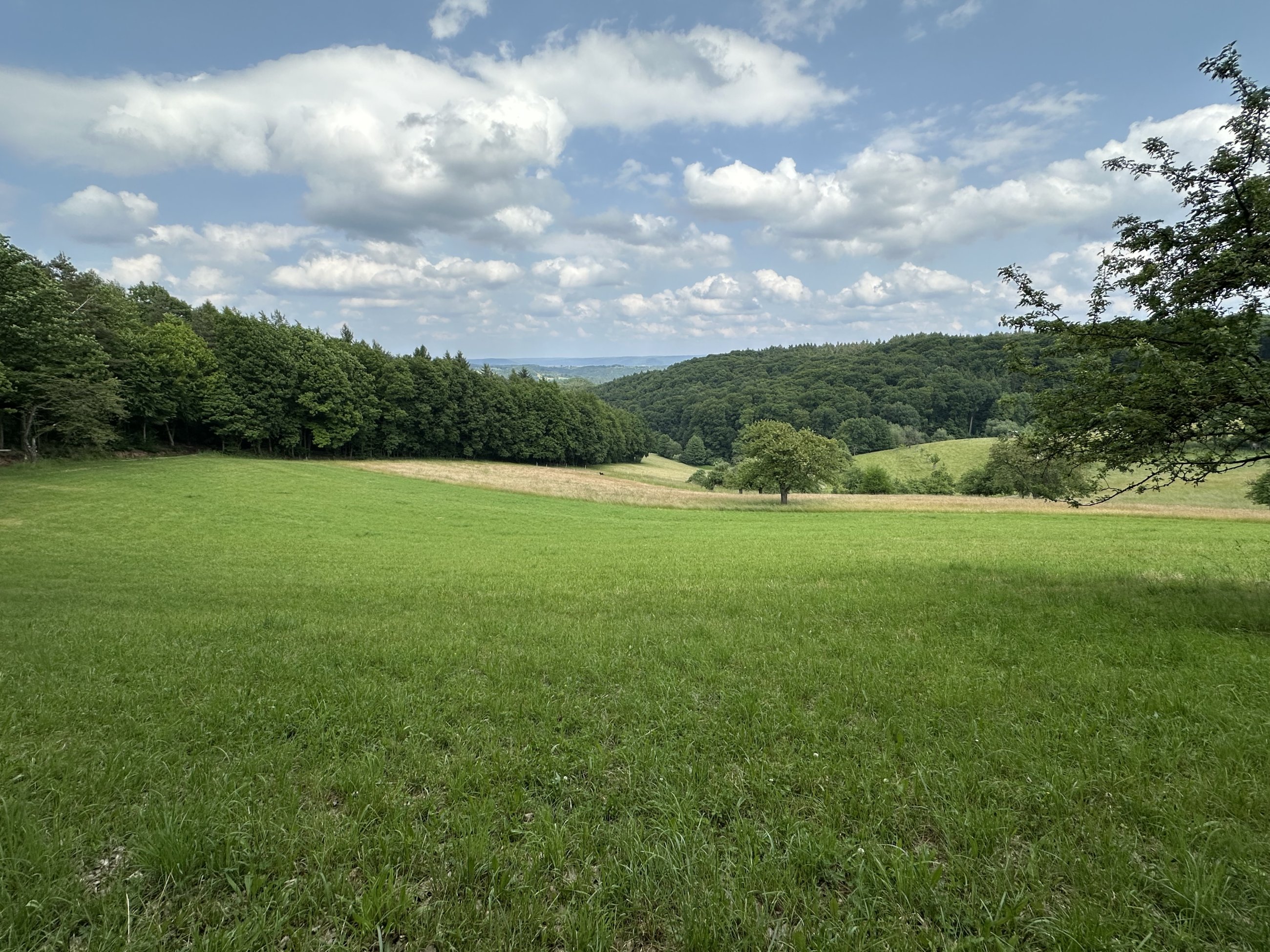 IMG_5742.jpeg
