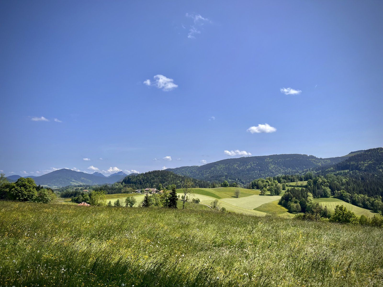 IMG_5896.jpeg