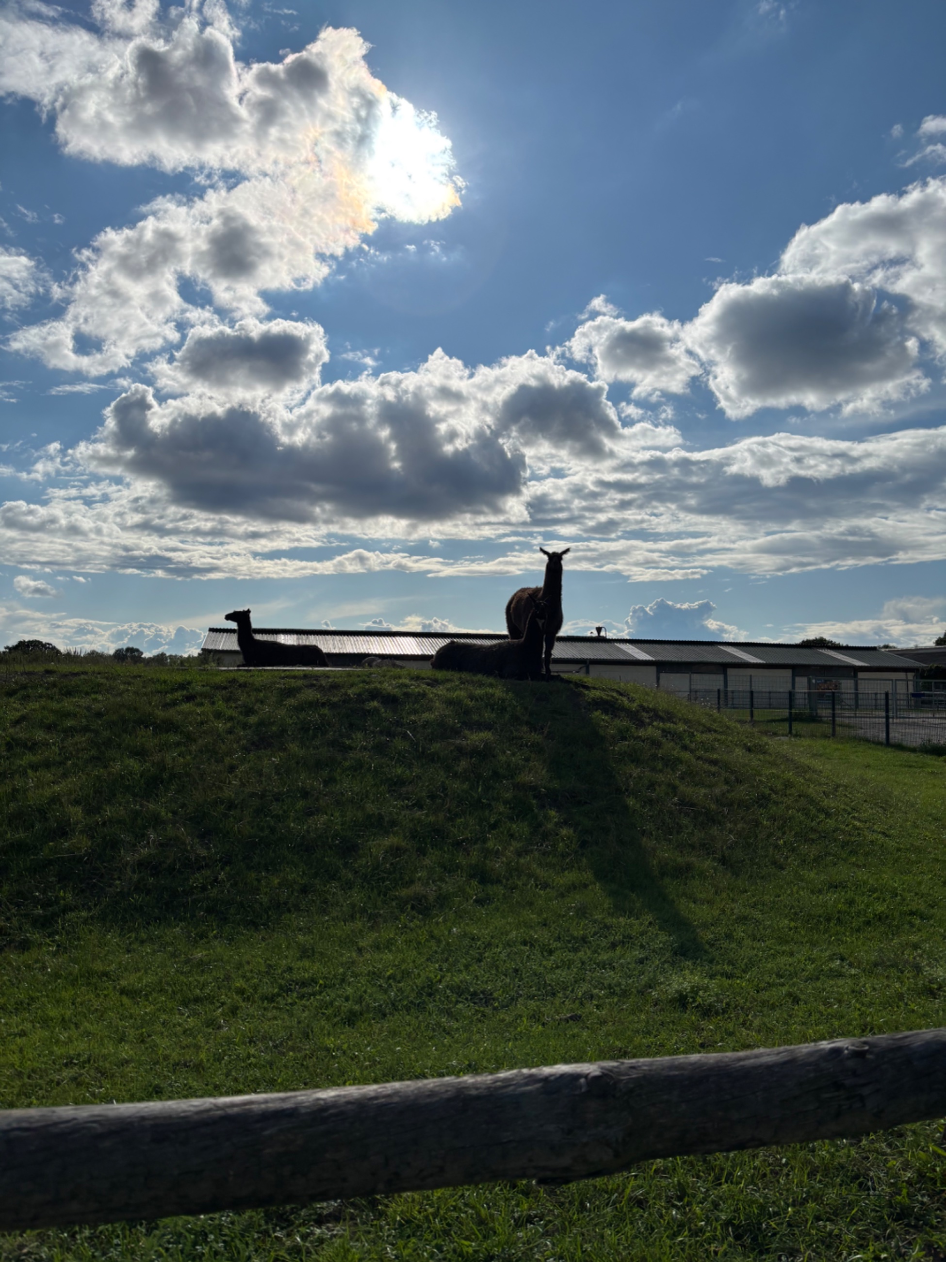IMG_6036.jpeg