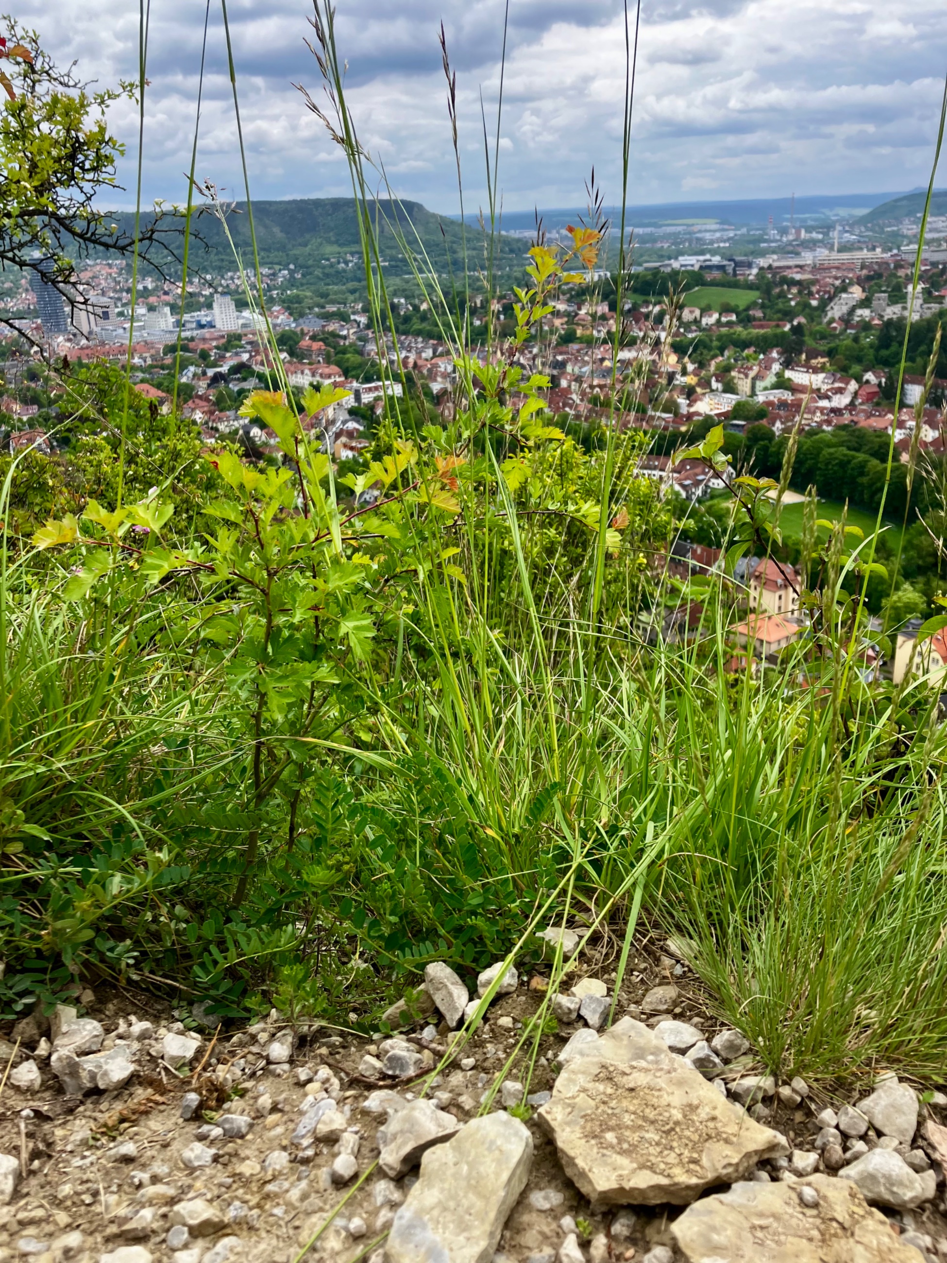 IMG_7097.jpeg