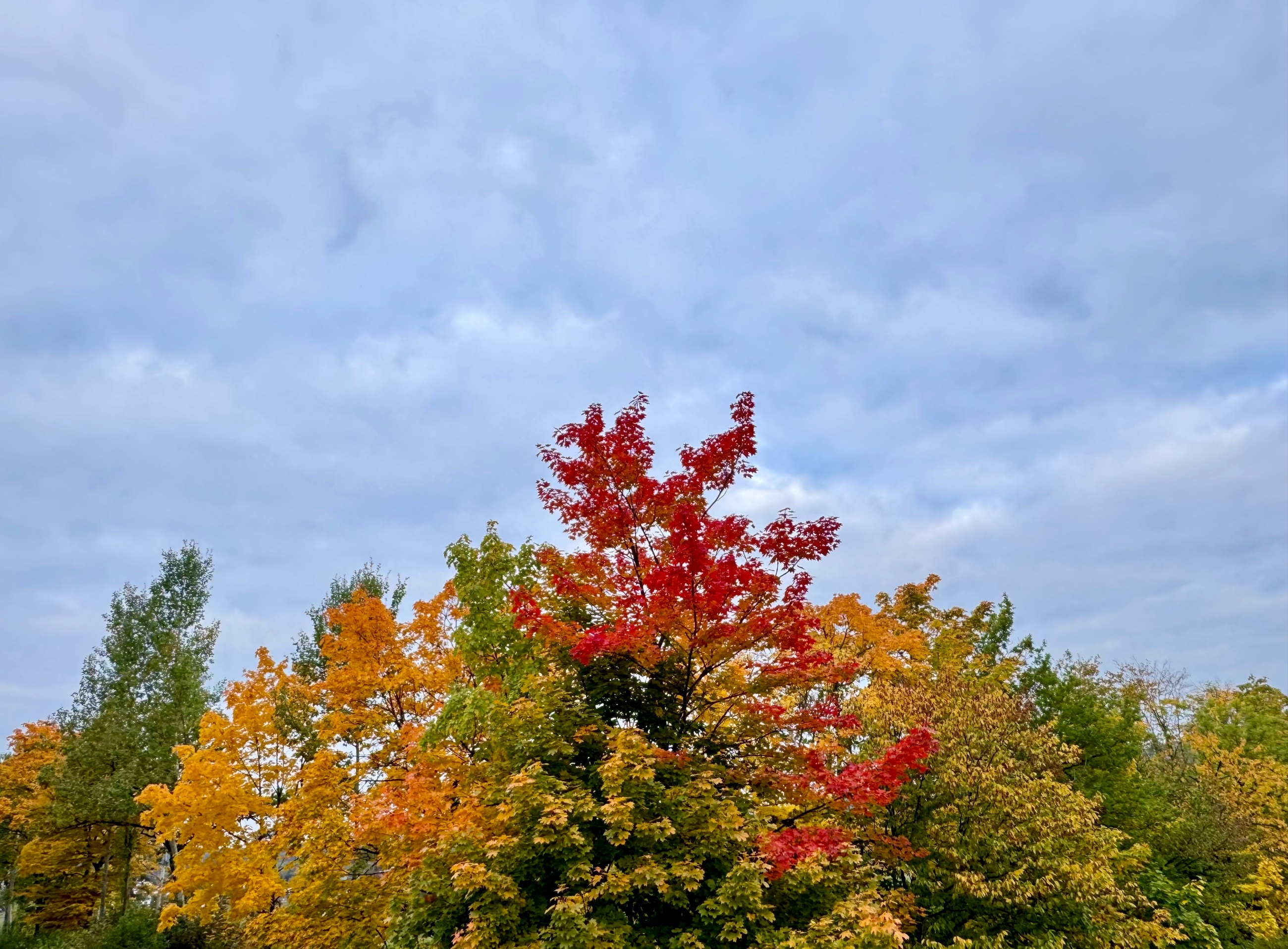 IMG_7446.jpeg