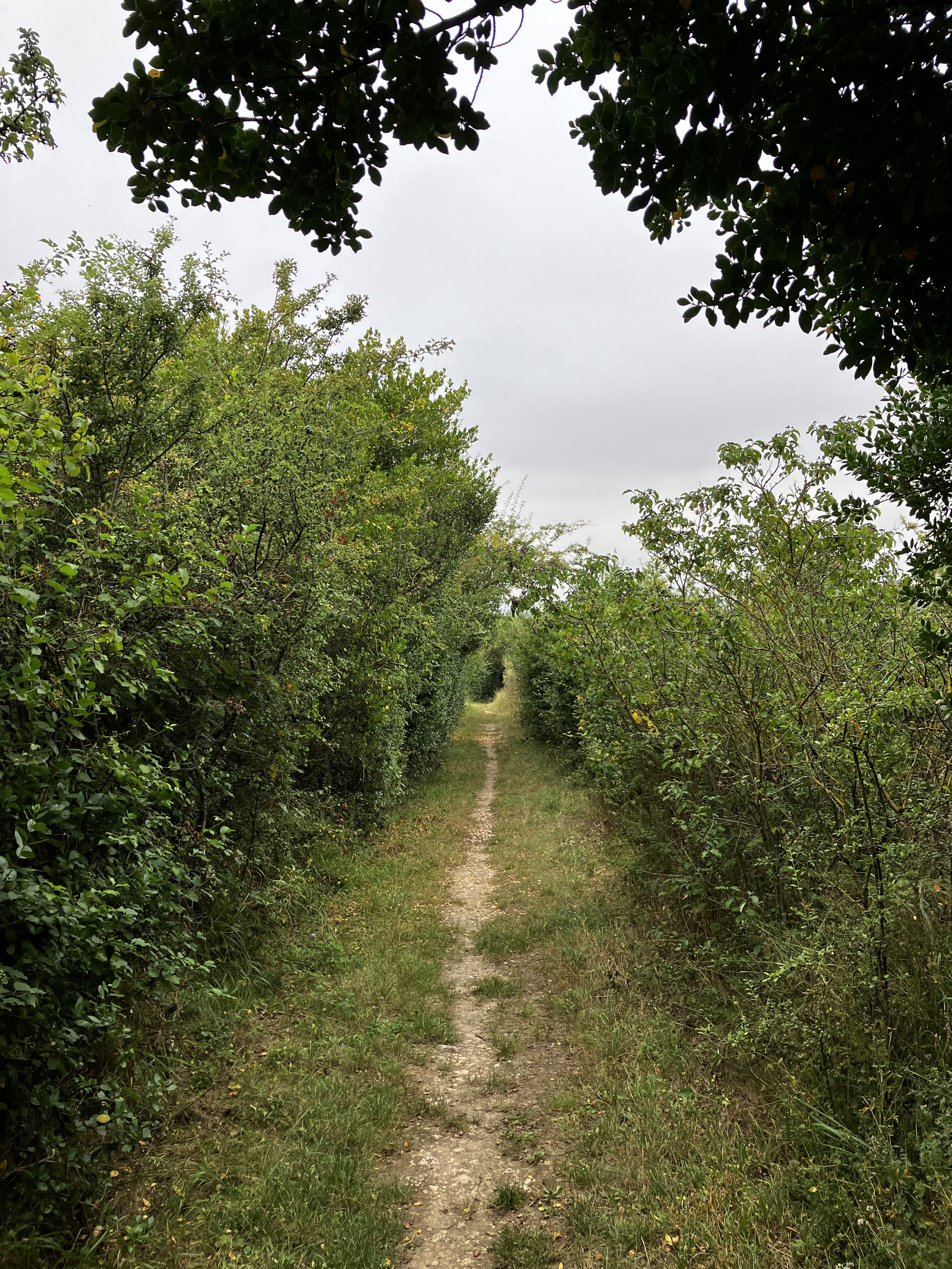 IMG_8065.jpeg