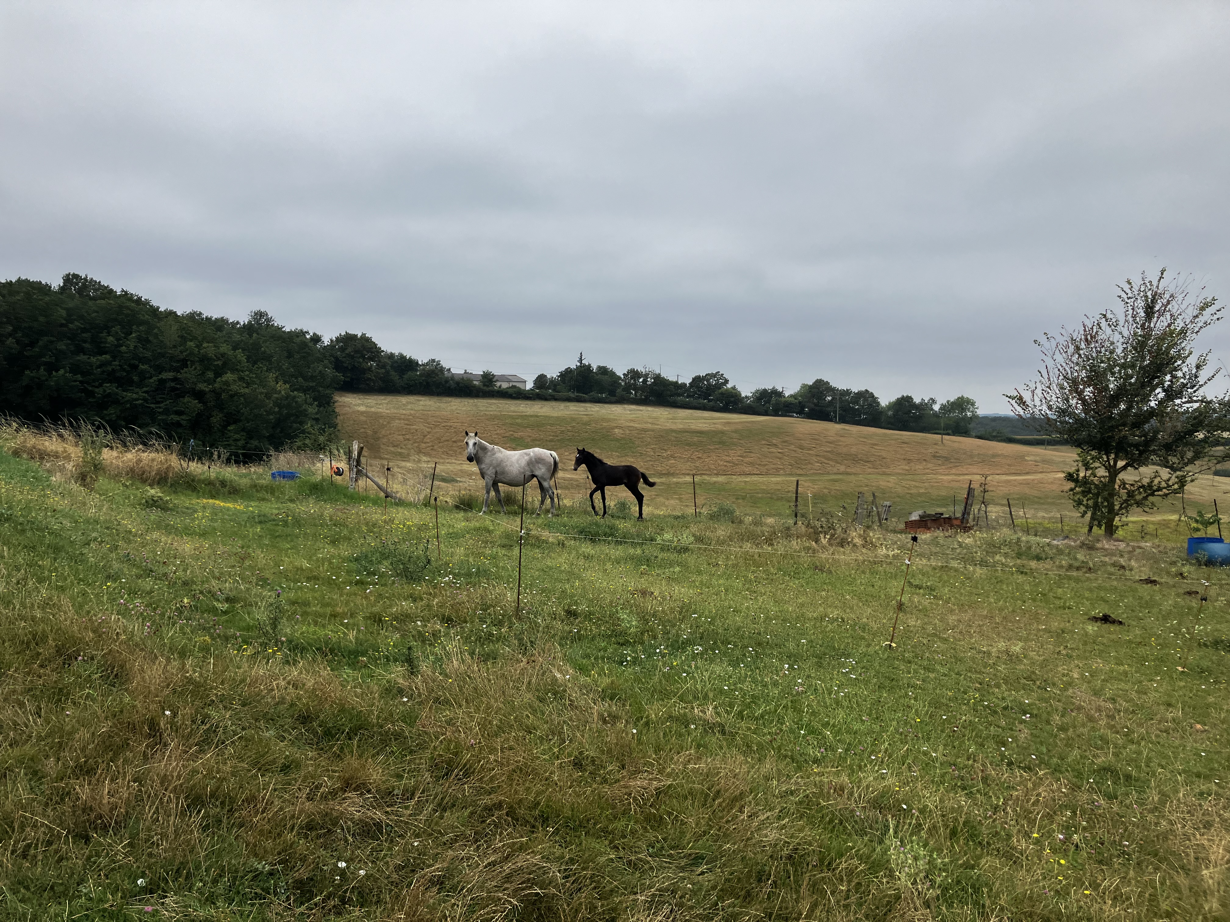 IMG_8092.jpeg