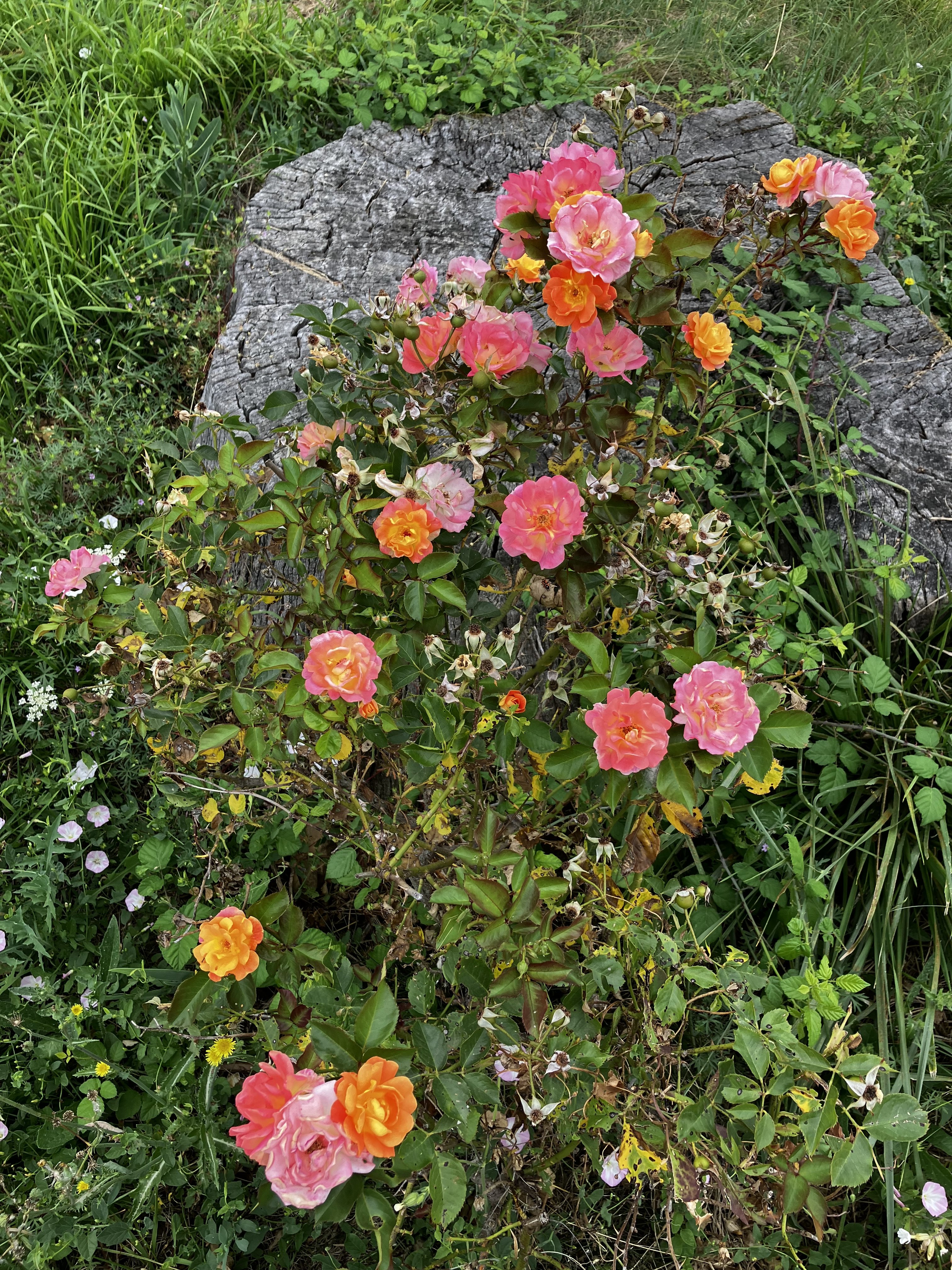IMG_8093.jpeg